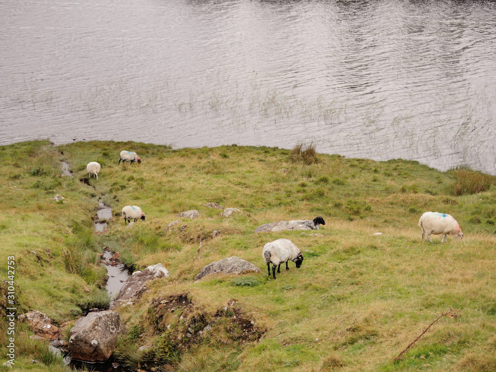 Sheep consume fresh green juicy grass, Connemara National park, county Galway Ireland.