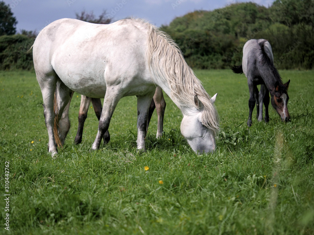 Three gracious horses grazing green grass in a field, selective focus. Three gracious horses grazing green grass in a field, selective focus.