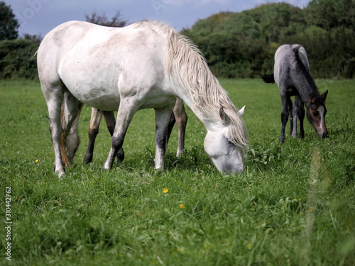 Three gracious horses grazing green grass in a field, selective focus.