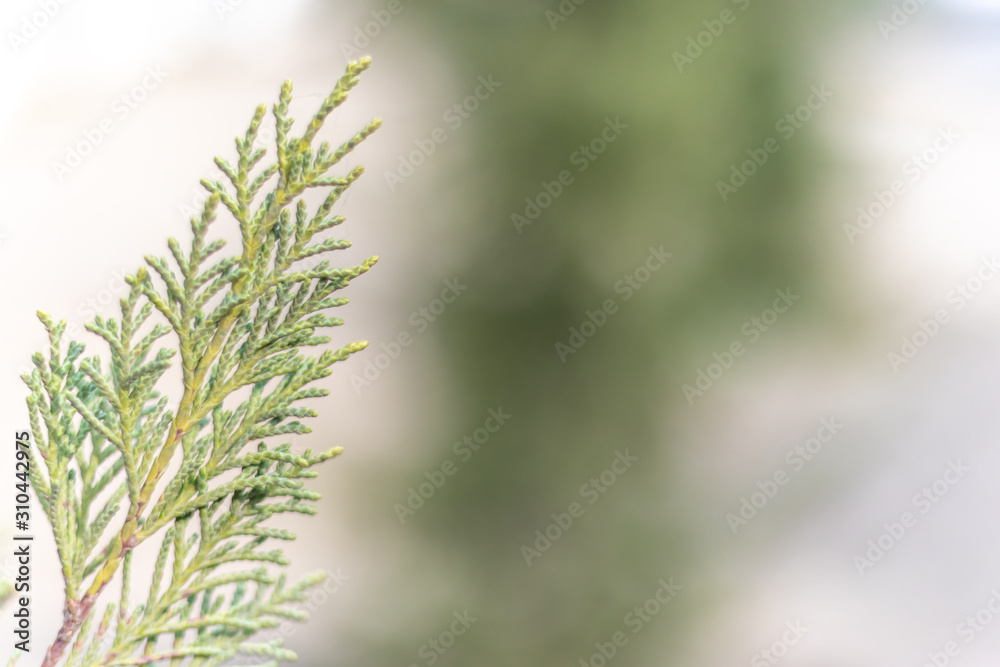 Closeup photo of green needle pine tree. Christmas decoration background. Blurred pine needles