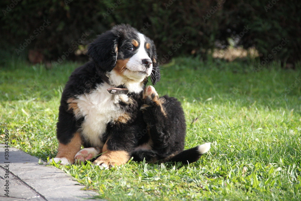 Chiot Bouvier Bernois Chiot Bouvier Bernois