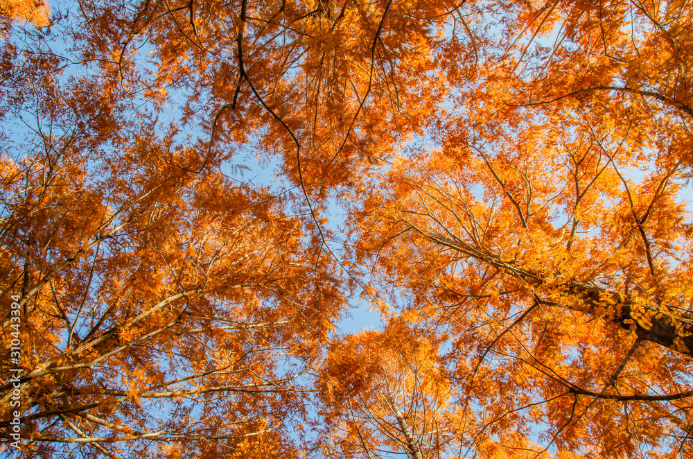 Fototapeta premium メタセコイア