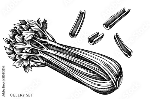 Vector set of hand drawn black and white celery