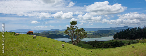 Coromandel New Zealand. North Island. Rolling Hills. Cows and sheep grazing. Panorama. Clouds. Landscapes.