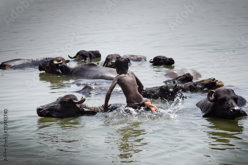 Water buffalo swimming in Ganga/India with young boy. 