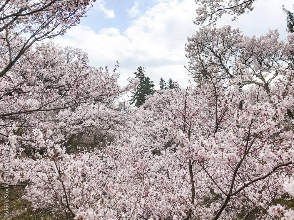 桜　春　満開　