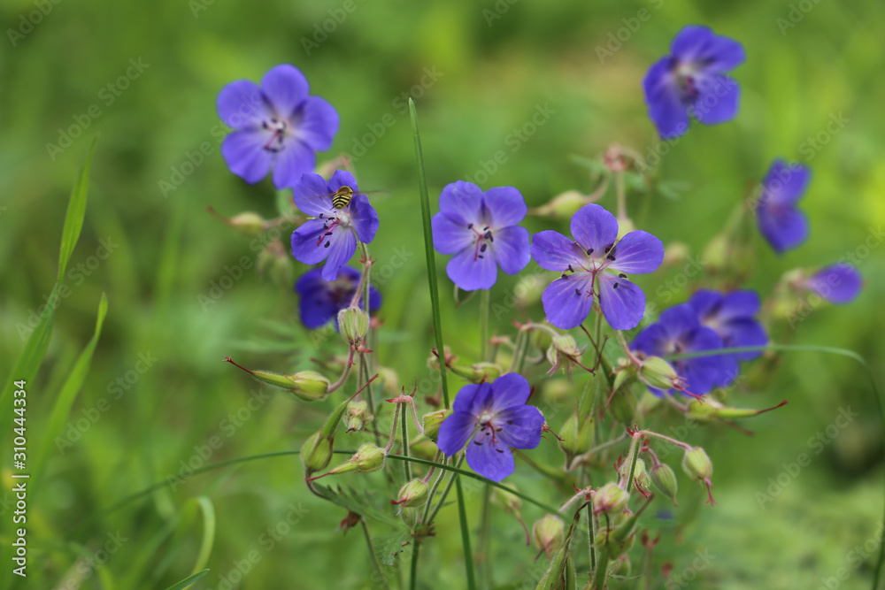 blue flowers on green background blue flowers on green background
