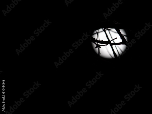 Moon Illuminating Tree Branches at Night © done4today