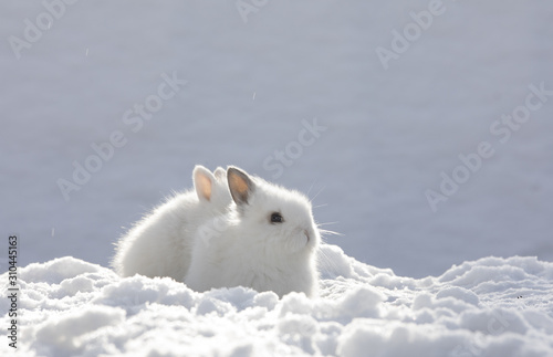 two little white rabbit in the snow in winter