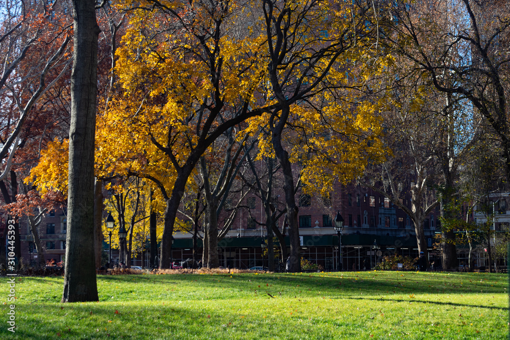 Green Grass and Trees at Washington Square Park during Autumn in New York City