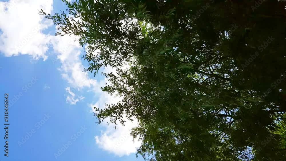 Willow tree branches swinging in the wind under the blue sky. Willow tree branches swinging in the wind under the blue sky.