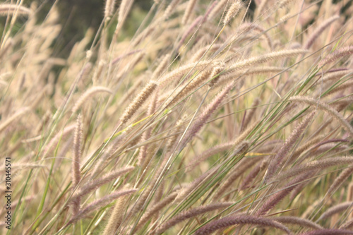 sensitive focus Foxtails of the genus Setaria are winter annual grasses.background sunset. desho grass  desho. One day in the evening  The grass is blown by the wind. 
