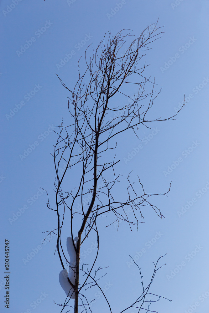 Obraz premium tree without leaves in the sky