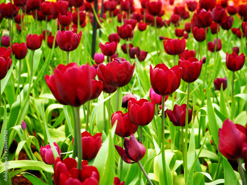 Beautiful Blooming tulips on the garden