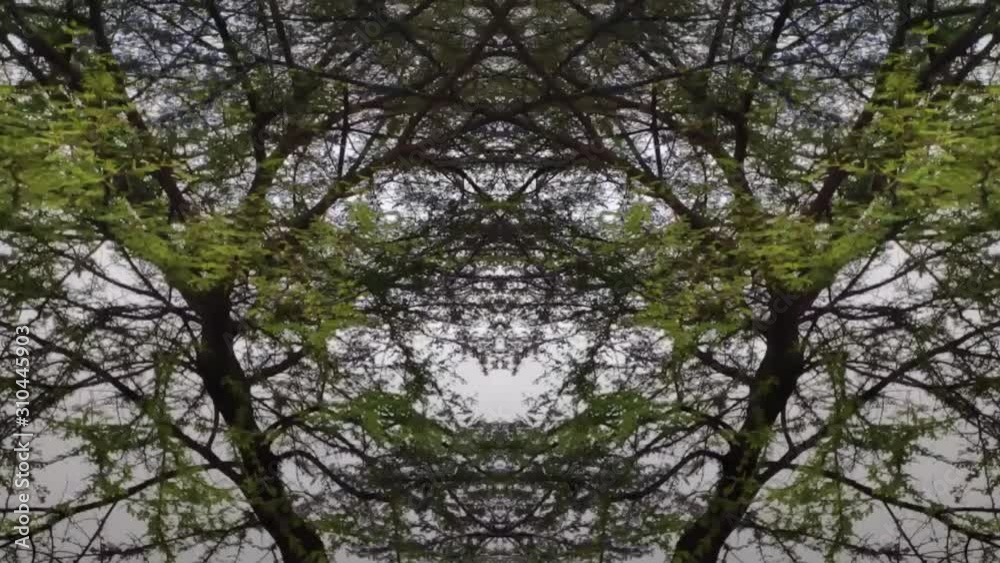 Wide Panning Shot Of Autumn Trees In Slow Motion Symmetric Abstract Meditation Background Green 1080p Wide Panning Shot Of Autumn Trees In Slow Motion Symmetric Abstract Meditation Background Green 1080p