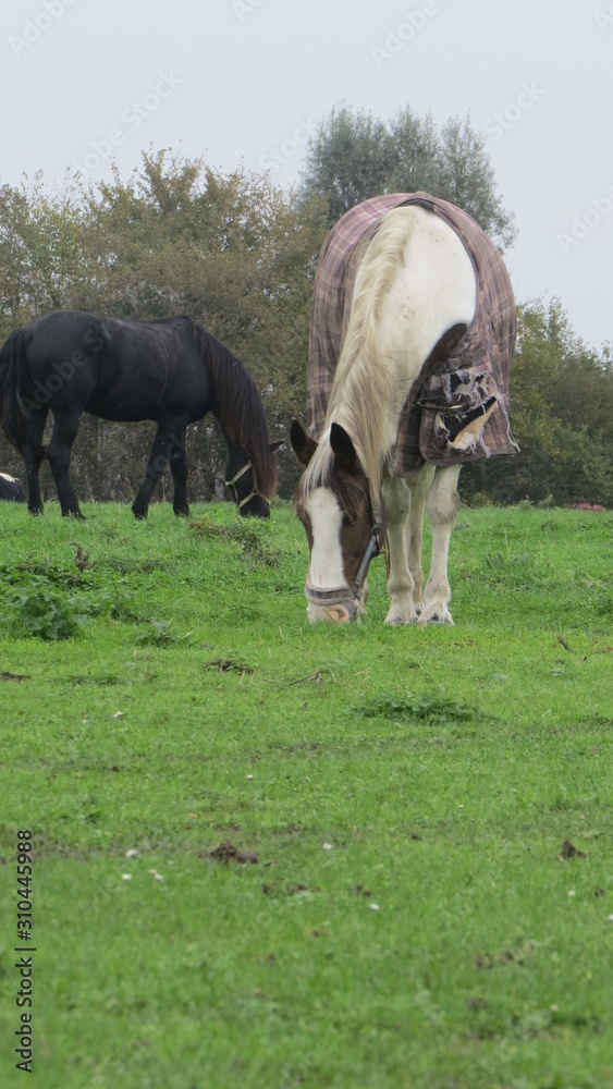 Obraz premium Horse