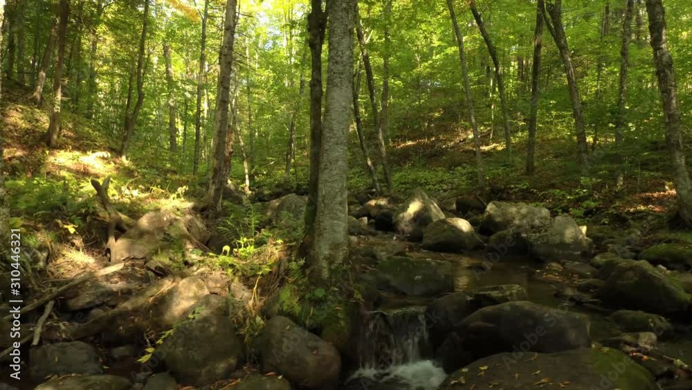Beautiful lush forest with small river running thru viewed by drone moving up Beautiful lush forest with small river running thru viewed by drone moving up