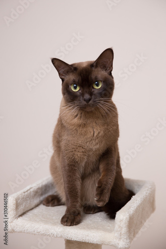 The burmese cat at home. © Fotostudijas.lv