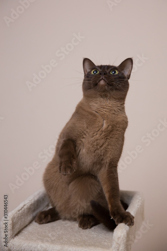 The burmese cat at home.