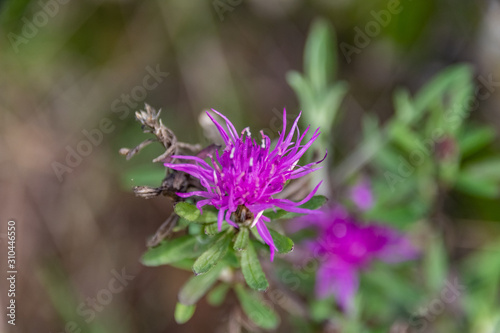 fleur violette