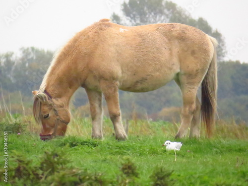 horse
