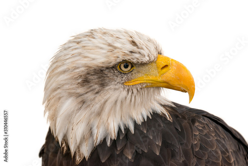 portrait of an bald eagle side white background