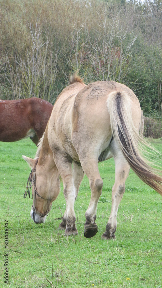 horse horse
