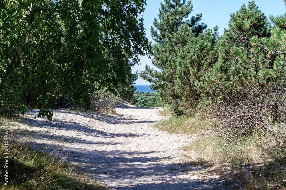 Fototapeta premium road in forest