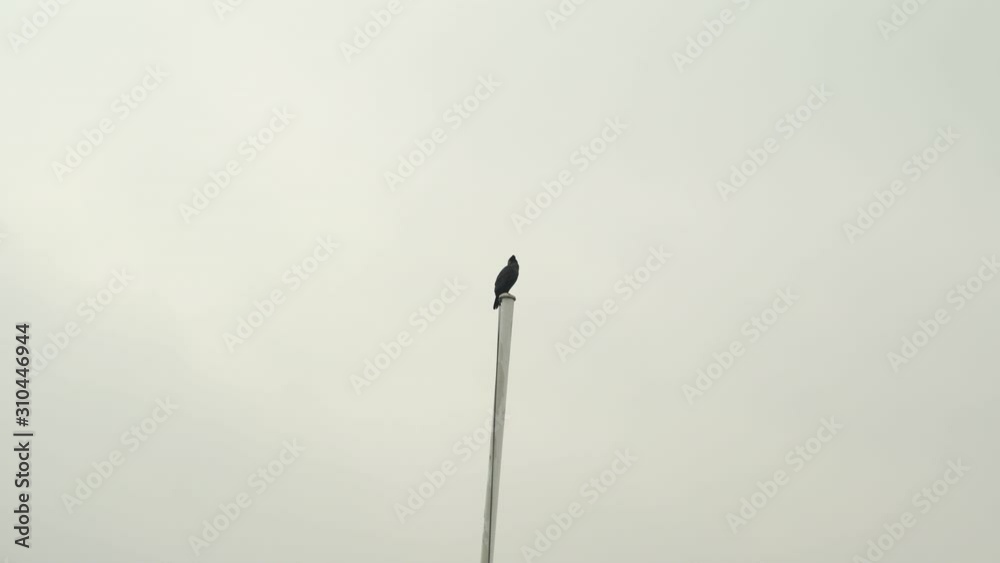 A cormorant crouched on a flagpole of a ship in a foggy and rainy day A cormorant crouched on a flagpole of a ship in a foggy and rainy day
