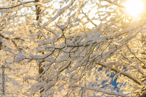 Bright winter day in Sweden. Frosted tree branches. Winter in scandinavia. Landscape wallpaper. Nature photo.