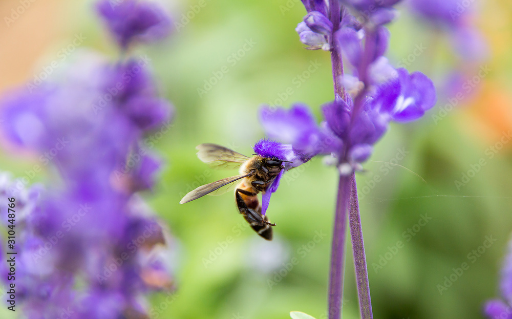 Bumblebees collect nectar lavender. Bumblebees collect nectar lavender.