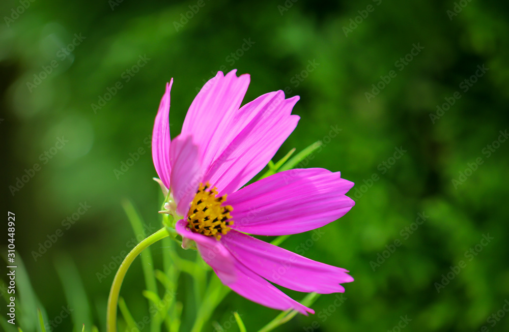 Macro, Nahaufnahme einer lilafarbene Blüte Macro, Nahaufnahme einer lilafarbene Blüte