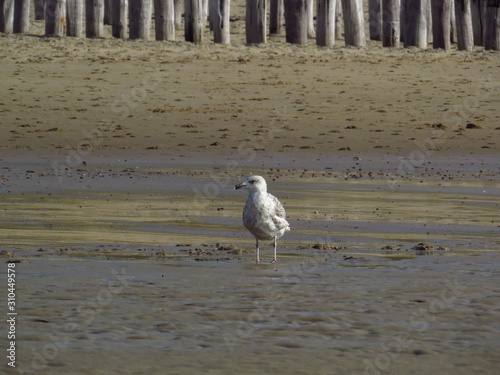 Seagull