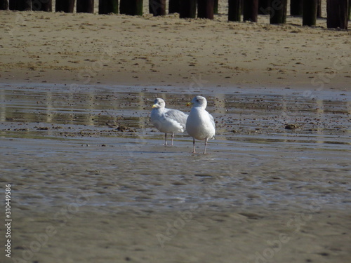 Seagull