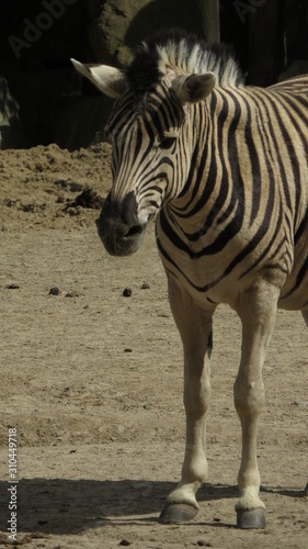 Zebra