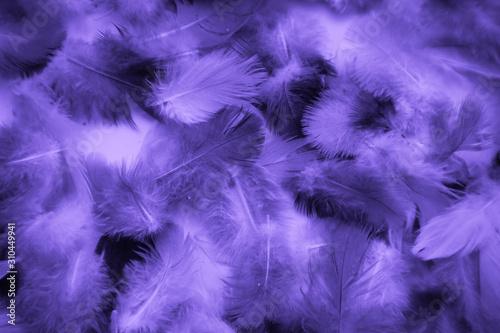 Beautiful abstract colorful blue and light purple feathers on black background and soft white pink feather texture on white pattern and purple background  purple texture