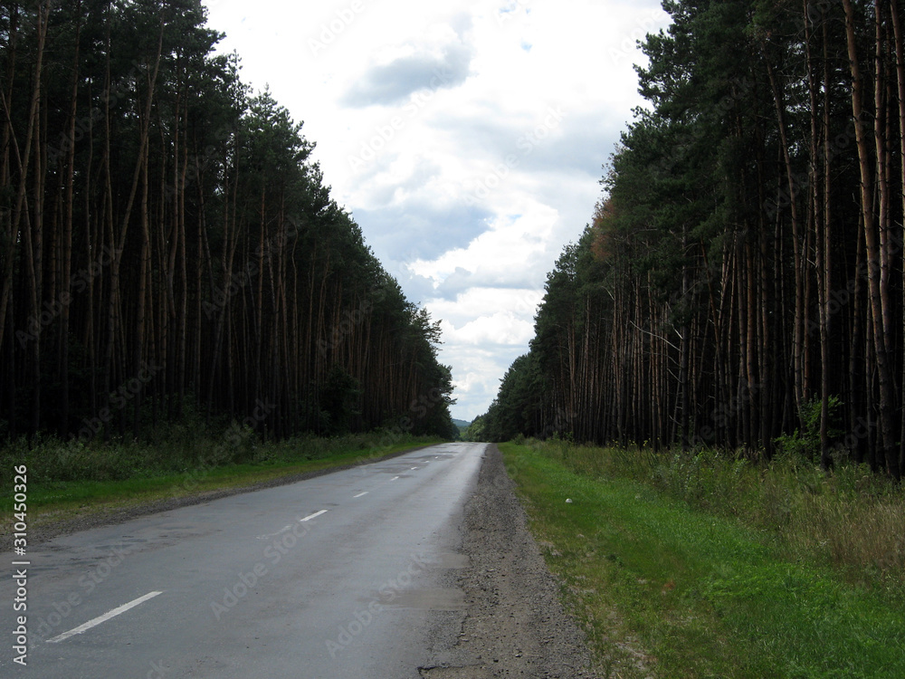 Obraz premium A wet asphalt road through the pine forest