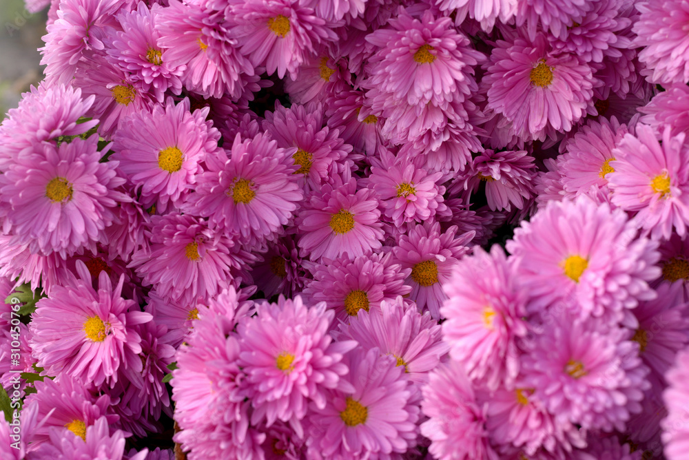 Pink flower Bush of chrysanthemums on a Sunny day. Summer and autumn season. Flower planting and gardening concept. Pink flower Bush of chrysanthemums on a Sunny day. Summer and autumn season. Flower planting and gardening concept.