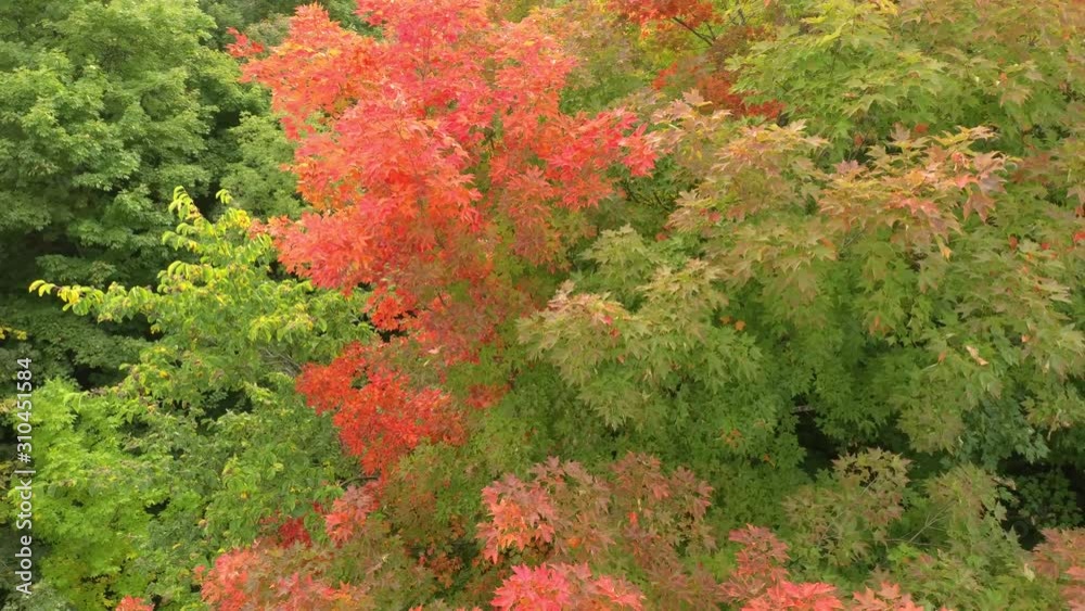 Close proximity aerial shot of beautiful tree changing from green to pink Close proximity aerial shot of beautiful tree changing from green to pink