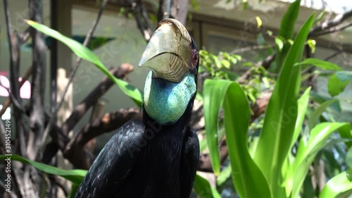 4K Closeup portrait of a Great hornbil. Knobbed Hornbill, Rhyticeros cassidix, from Thailand. Beautiful jungle hornbill, wildlife scene from Asian nature. Great hornbill, Great pied hornbill. photo