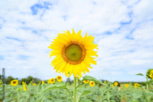 blooming sunflower in the filed with clear blue sky