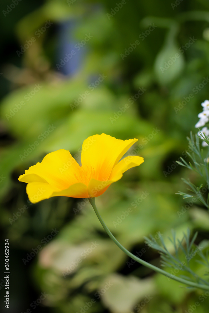 eine Amerikanische Mohnblume, Macro einer gelben Blüte
