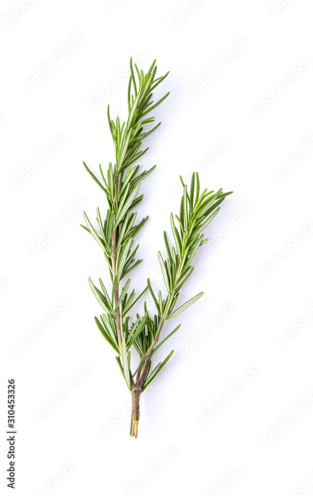 fresh rosemary isolated on white background fresh rosemary isolated on white background