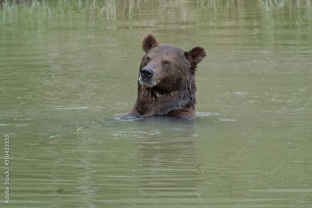 Obraz premium Ours brun