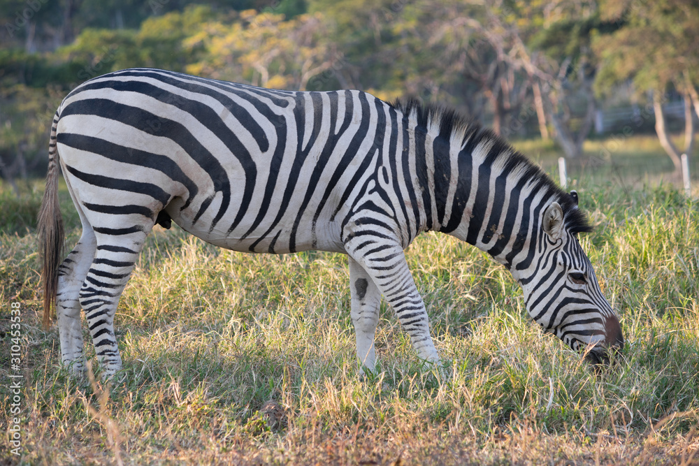 Plains zebra, also known as the common zebra in Kruger National Park.or Burchell's zebra, (Equus quagga, formerly Equus burchellii) Plains zebra, also known as the common zebra in Kruger National Park.or Burchell's zebra, (Equus quagga, formerly Equus burchellii)