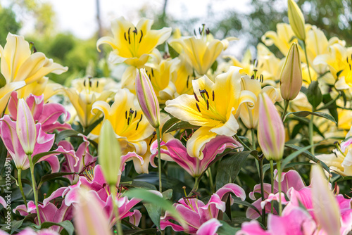Yellow and pink Lily flowers garden (blured in foreground)