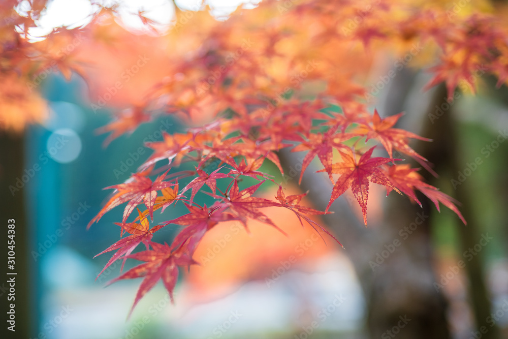 紅葉ロード【福岡県東峰村】 紅葉ロード【福岡県東峰村】