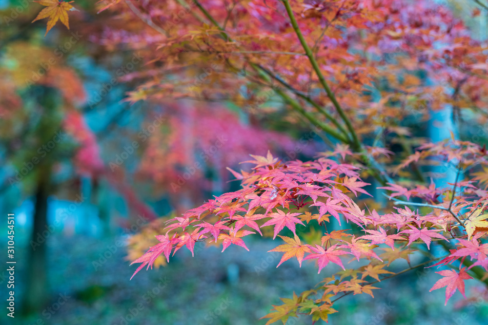 紅葉ロード【福岡県東峰村】 紅葉ロード【福岡県東峰村】