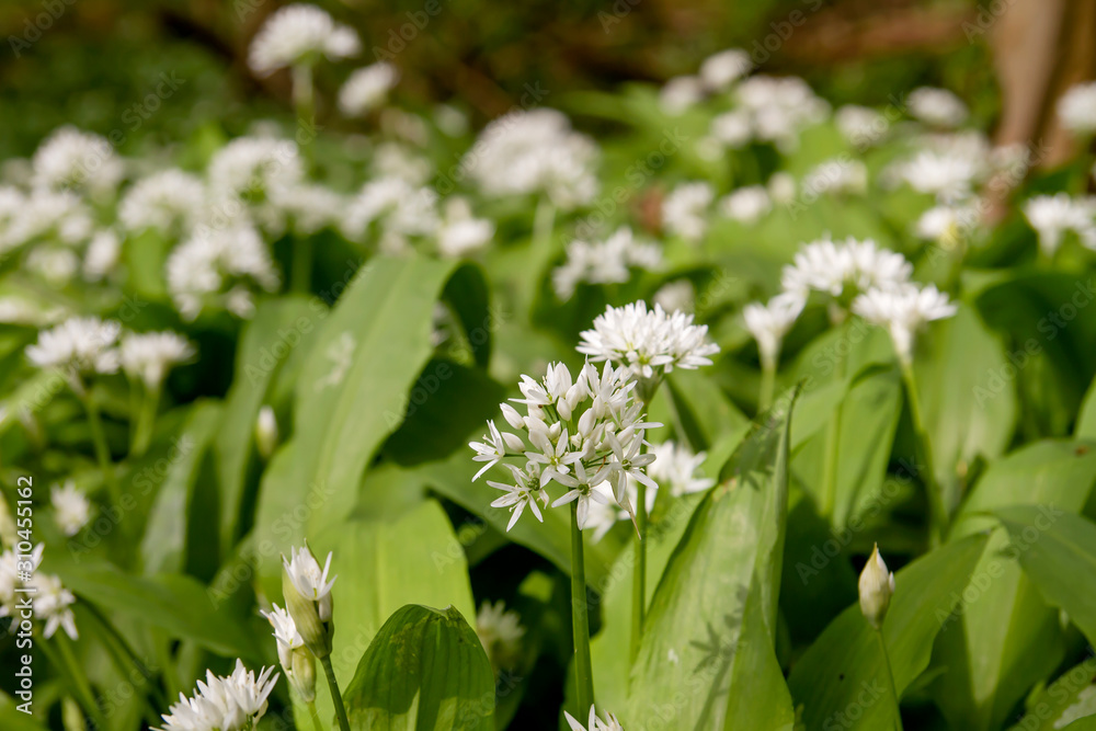Wild garlic springtime flowers blooming Wild garlic springtime flowers blooming