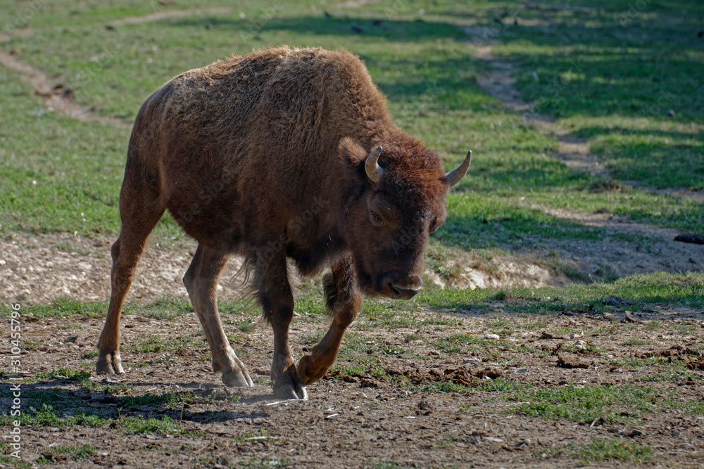 Bison d'Europe Bison d'Europe